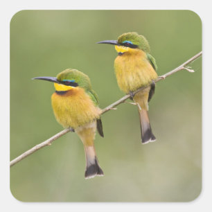 Pegatina Cuadrada África. Tanzania. Abejorros pequeños en Manyara