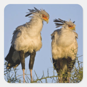 Pegatina Cuadrada África. Tanzania. Aves secretarias en Ndutu