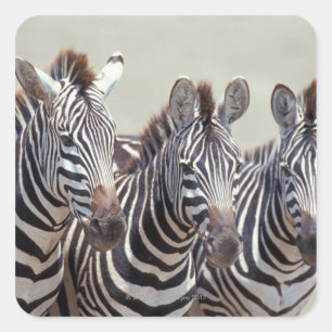 Pegatina Cuadrada África, Tanzania, cebras