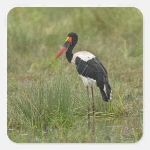 Pegatina Cuadrada África. Tanzania. Cigüeña Silla de Silla macho