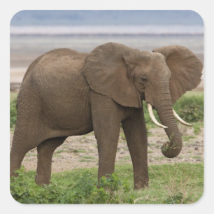 Pegatina Cuadrada África. Tanzania. Elefante en el Parque Nacional d