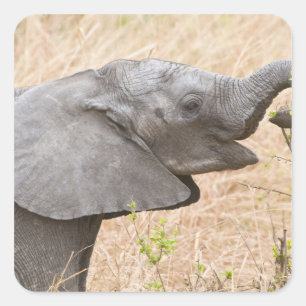 Pegatina Cuadrada África. Tanzania. Elefante joven en Tarangire