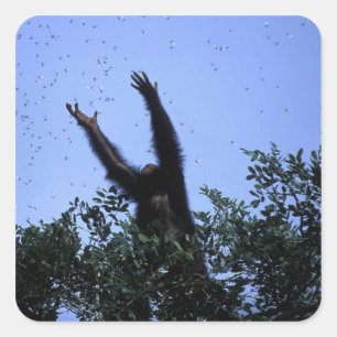 Pegatina Cuadrada África, Tanzania, Glitter alcanza volando