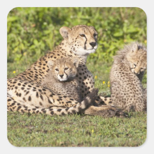 Pegatina Cuadrada África. Tanzania. Madre y crías de guepardo 2