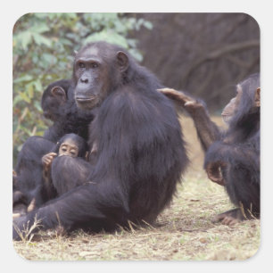 Pegatina Cuadrada África, Tanzania, Parque Nacional Gombe Infante he