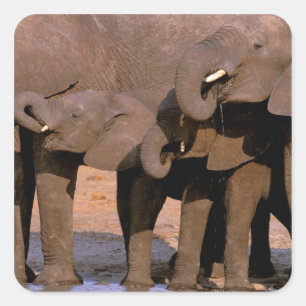 Pegatina Cuadrada África, Tanzania, Parque Nacional Tarangire.