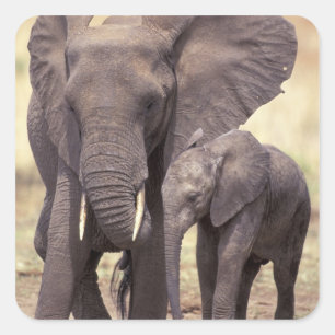 Pegatina Cuadrada África, Tanzania, Parque Nacional Tarangire. 2