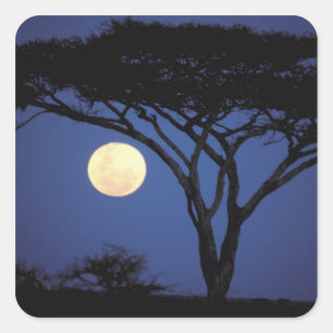 Pegatina Cuadrada África, Tanzania, Tarangire. Árbol de acacia en