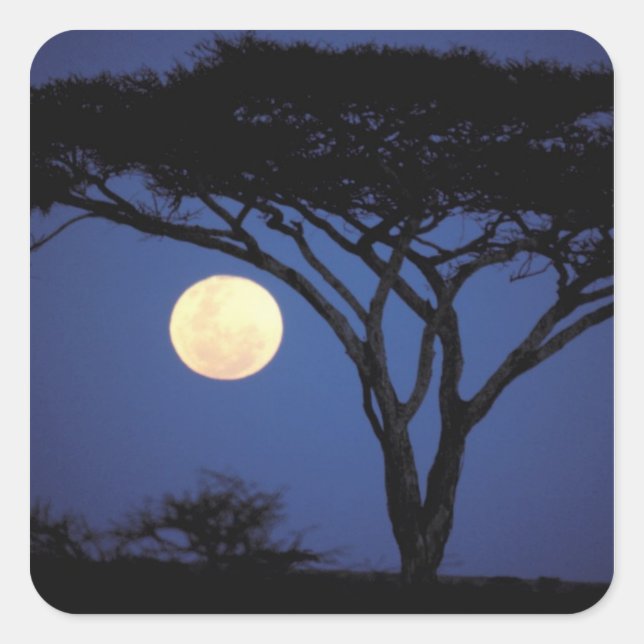 Pegatina Cuadrada África, Tanzania, Tarangire. Árbol de acacia en (Anverso)