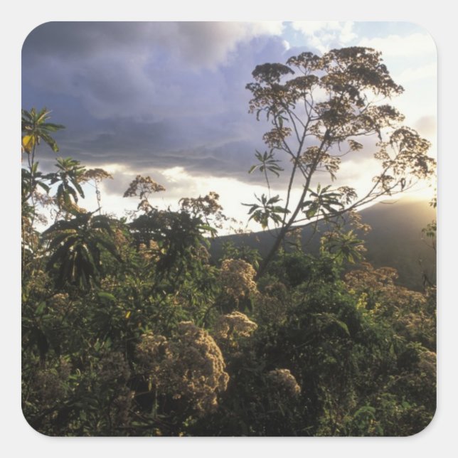 Pegatina Cuadrada África, Tanzania, zona de conservación del Ngorong (Anverso)