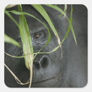 Pegatina Cuadrada África, Uganda, Bwindi