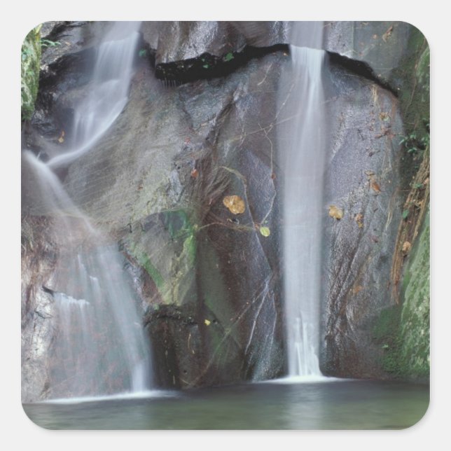 Pegatina Cuadrada África, Uganda, selva impenetrable de Bwindi, (Anverso)