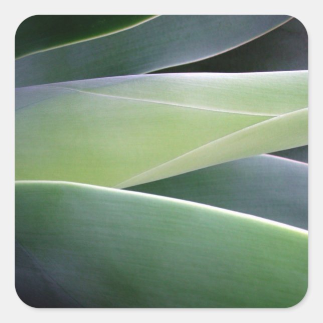 Pegatina Cuadrada Agave Leaves (Anverso)