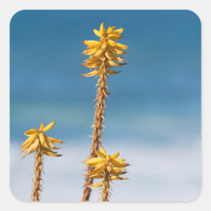 Pegatina Cuadrada Agave por el océano