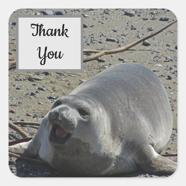 Pegatina Cuadrada Agradecemos la foto de Elephant Seal (Anverso)