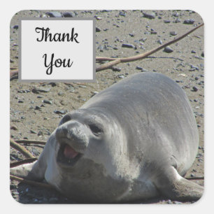 Pegatina Cuadrada Agradecemos la foto de Elephant Seal
