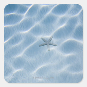 Pegatina Cuadrada Agua azul ondulada con las estrellas de mar