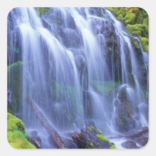 Pegatina Cuadrada Agua dulce de primavera que fluye sobre musgo