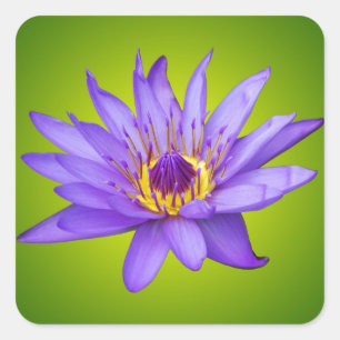 Pegatina Cuadrada Agua Lily Flor Estanque Agua Acuática Púrpura Bloo