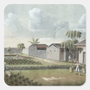 Pegatina Cuadrada Agua para plantas de té (con papel)