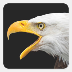 Pegatina Cuadrada Águila