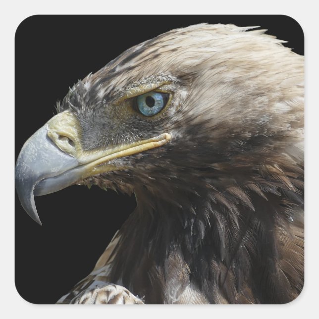 Pegatina Cuadrada Águila (Anverso)