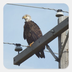 Pegatina Cuadrada Águila