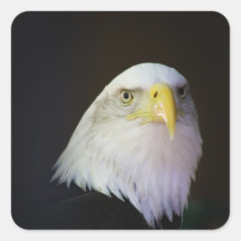 Pegatina Cuadrada águila