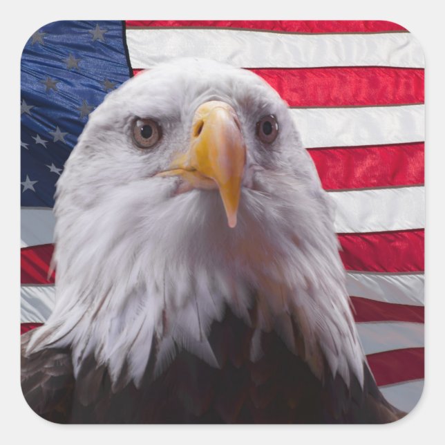 Pegatina Cuadrada Águila calva americana (Anverso)