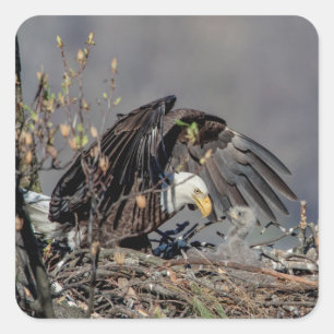 Pegatina Cuadrada Águila calva con su bebé