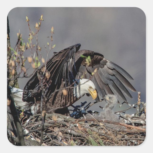 Pegatina Cuadrada Águila calva con su bebé (Anverso)