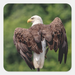 Pegatina Cuadrada Águila calva en una rama