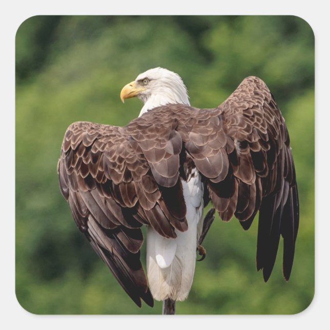 Pegatina Cuadrada Águila calva en una rama (Anverso)