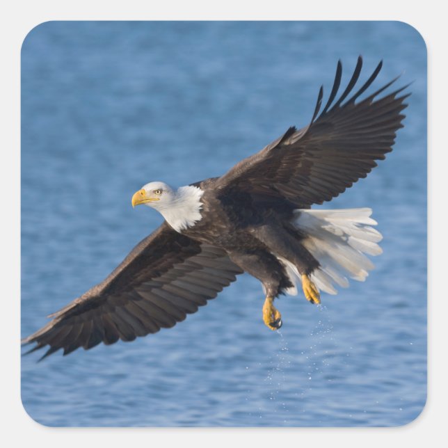 Pegatina Cuadrada Águila calva en vuelo (Anverso)