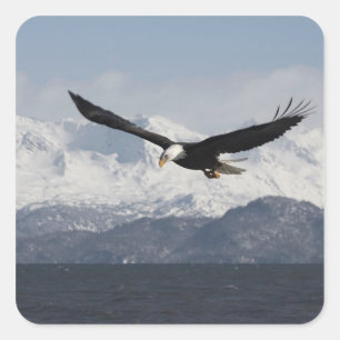Pegatina Cuadrada Águila calva en vuelo, Haliaeetus leucocephalus,