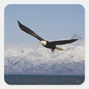 Pegatina Cuadrada Águila calva en vuelo, Haliaeetus leucocephalus, 3