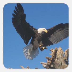Pegatina Cuadrada águila calva, Haliaeetus leuccocephalus, aterrizan