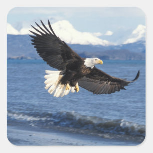 Pegatina Cuadrada águila calva, Haliaeetus leuccocephalus, en vuelo
