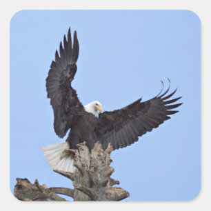 Pegatina Cuadrada Águila calva (Haliaeetus leucocephalus) con alas