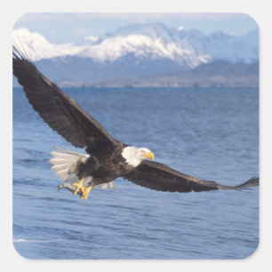 Pegatina Cuadrada águila calva, Haliaeetus leucocephalus, en vuelo 4