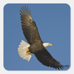 Pegatina Cuadrada Águila calva, Haliaeetus leucocephalus, Homer,