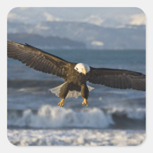 Pegatina Cuadrada Águila calva, Haliaeetus leucocephalus, Homer, 3