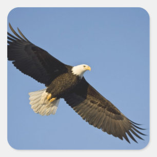 Pegatina Cuadrada Águila calva, Haliaeetus leucocephalus, Homer, 4