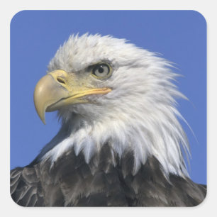 Pegatina Cuadrada Águila calva, (Haliaeetus leucocephalus), salvaje,