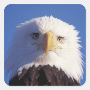 Pegatina Cuadrada águila calva, Haliaetus leucocephalus, tiro en la 