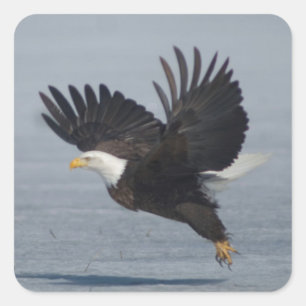 Pegatina Cuadrada Águila calva volando en la Nieve bajo Klamath NWR