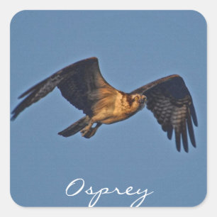Pegatina Cuadrada Águila de pescado Osprey vuelando al atardecer