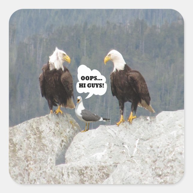 Pegatina Cuadrada Aguilas divertidas y gaviota (Anverso)