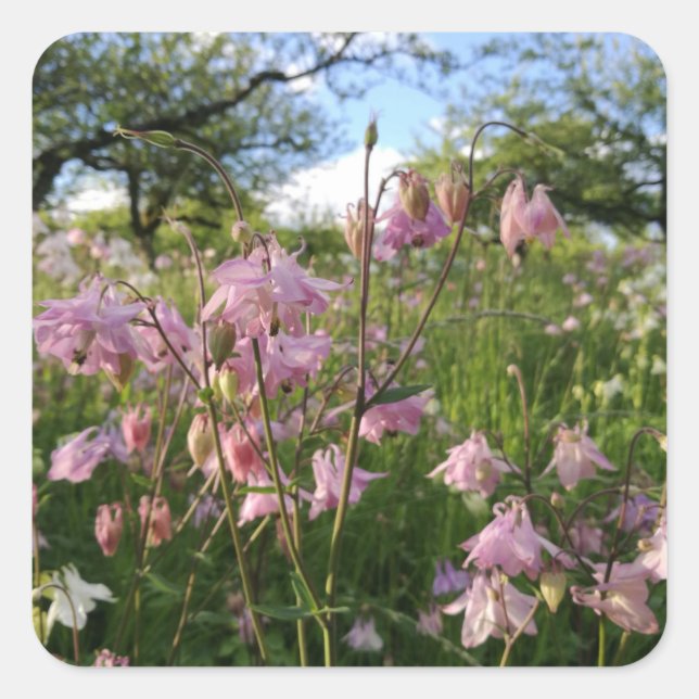 Pegatina Cuadrada Aguileñas prado bajo manzanos (Anverso)