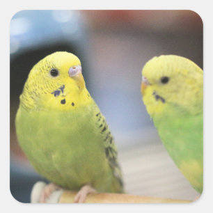 Pegatina Cuadrada Agujas serias